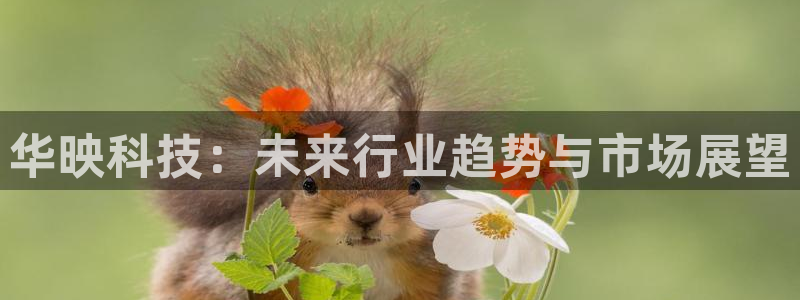 华映科技：未来行业趋势与市场展望
