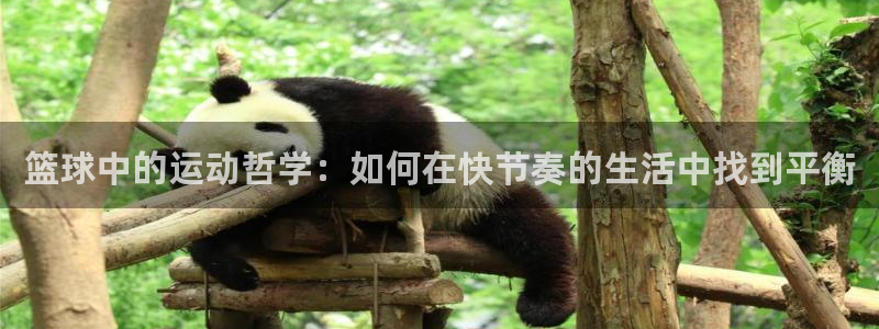 篮球中的运动哲学：如何在快节奏的生活中找到平衡